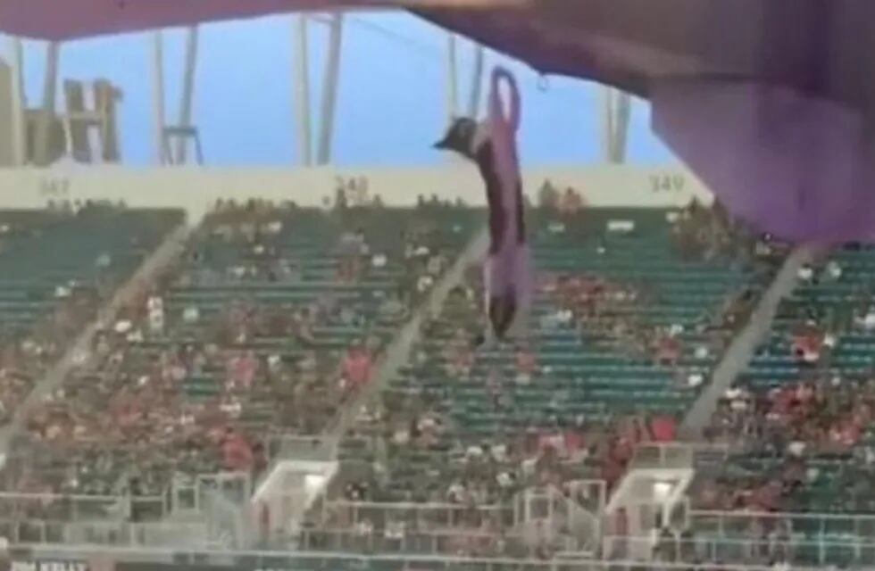 Un gato apareció en un estadio y cayó al vacío desde una tribuna.