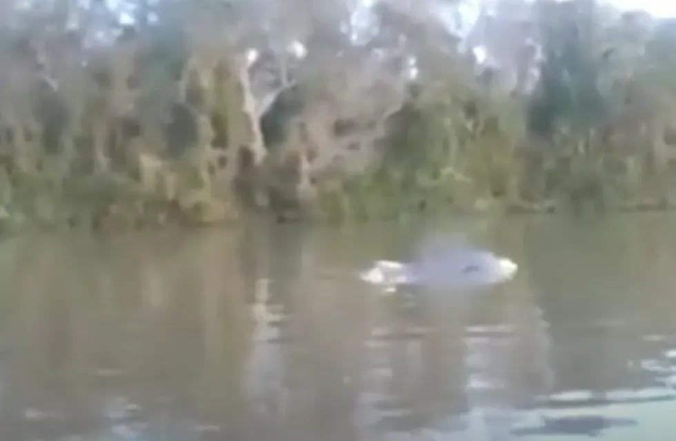 Video: captaron un delfín en peligro de extinción nadando en el río Paraná
