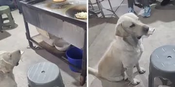 Oso, el adorable perrito que intercambia objetos por comida que se volvió viral en TikTok
