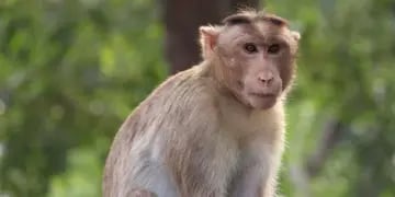 Virus B: un hombre contrajo la mortal enfermedad tras el ataque de un mono y se encuentra en grave estado