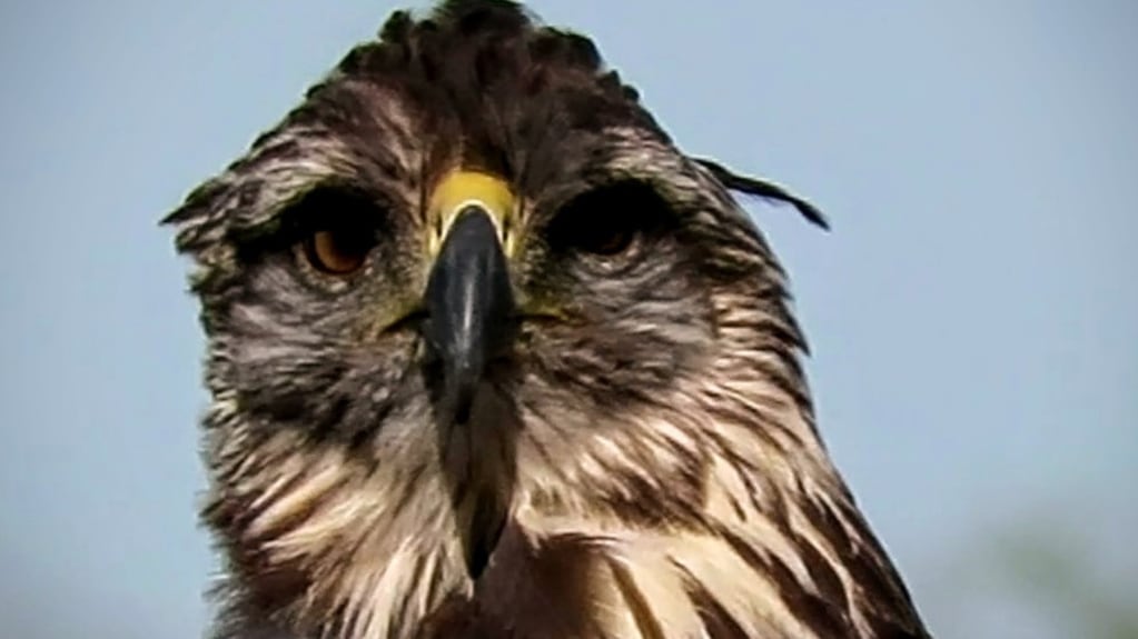 Video: tenía que ir al baño, paró en la ruta y, campo adentro, encontró un pichón de águila coronada . Foto: Imagen ilustrativa.