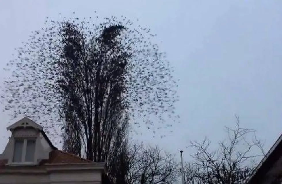 “El árbol de pájaros” hace furor en la web