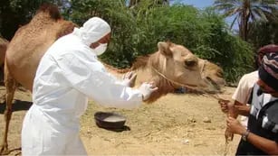Crece la preocupación entre los hinchas argentinos en Qatar por el “virus del camello”