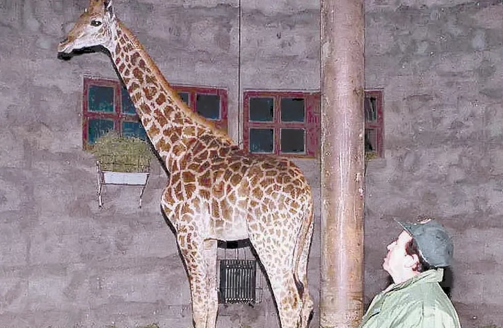 26 de julio de 2001 Jirafas en el Zoológico de Mendoza. Foto Archivo Los Andes