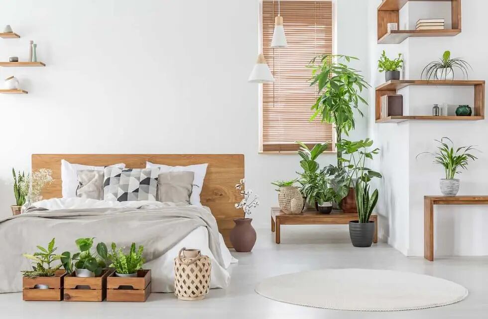 Plantas de interior: las más resistentes para decorar tu hogar