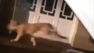 El puma en las calles de Coronel Dorrego (captura de video).