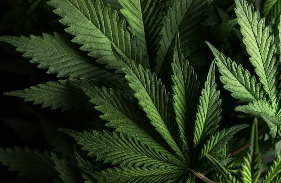 Según un estudio, solo 3 de cada 10 mendocinos conoce sobre el uso medicinal del cannabis. Foto: Archivo Los Andes