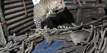 leoparda