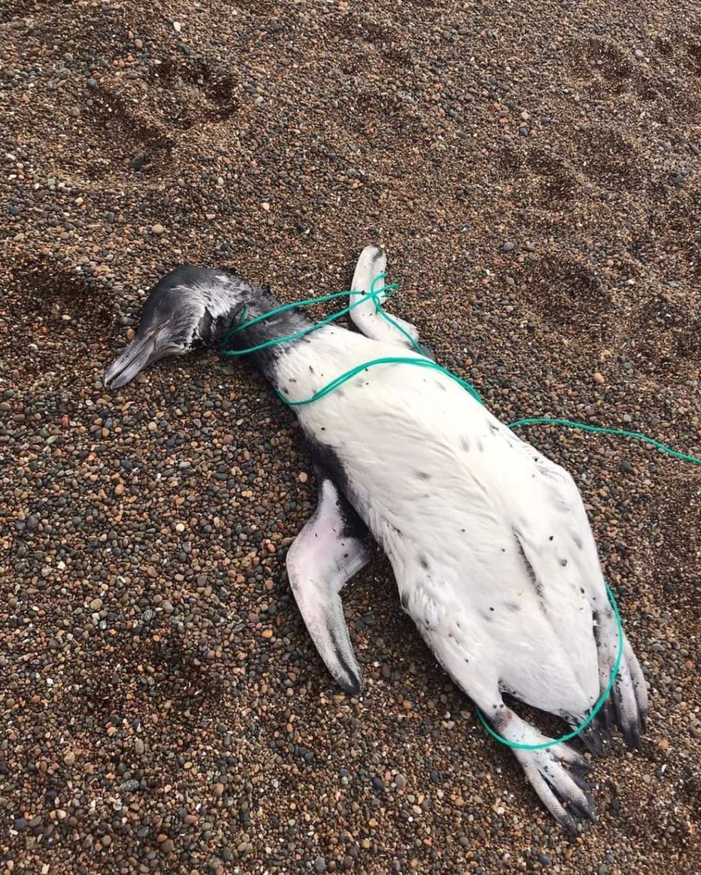 Encontraron pingüinos muertos en Playa Unión, Chubut. (Foto / Twitter @PlayaUnionRW)