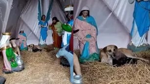 Video: una perrita dio a luz en un pesebre navideño y conmovió en las redes sociales