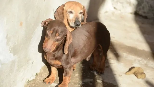 Allanaron otro criadero de perros salchicas y rescataron más de 100 canes