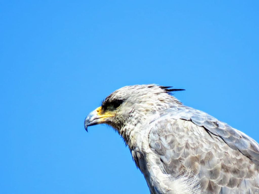 El águila coronada –especie silvestre protegida- es una de las especies que suele ser víctima de estas trampas mortales. Foto: Dirección de Recursos Naturales y Renovables.
