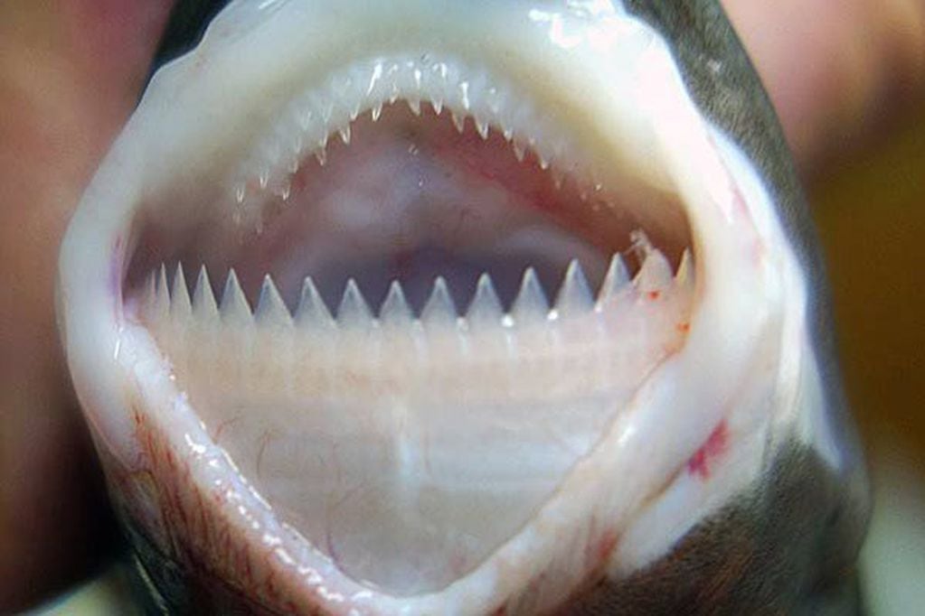 El tollo cigarro es un diminuto y peligroso tiburón, capaz de atacar incluso a submarinos.