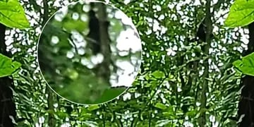 Video: Hombre de Tucumán capta un aterrador encuentro con un "duende" en un bosque