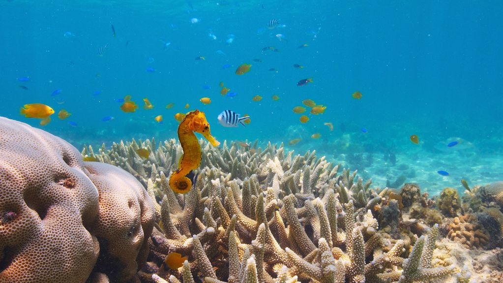 Globo y las maravillas del arrecife, por Netflix.