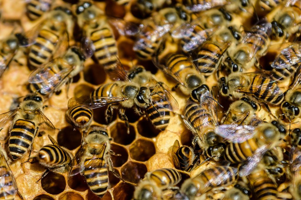 Las abejas corren riesgo de población y los científicos buscan el modo de que se pueda polinizar frutales.