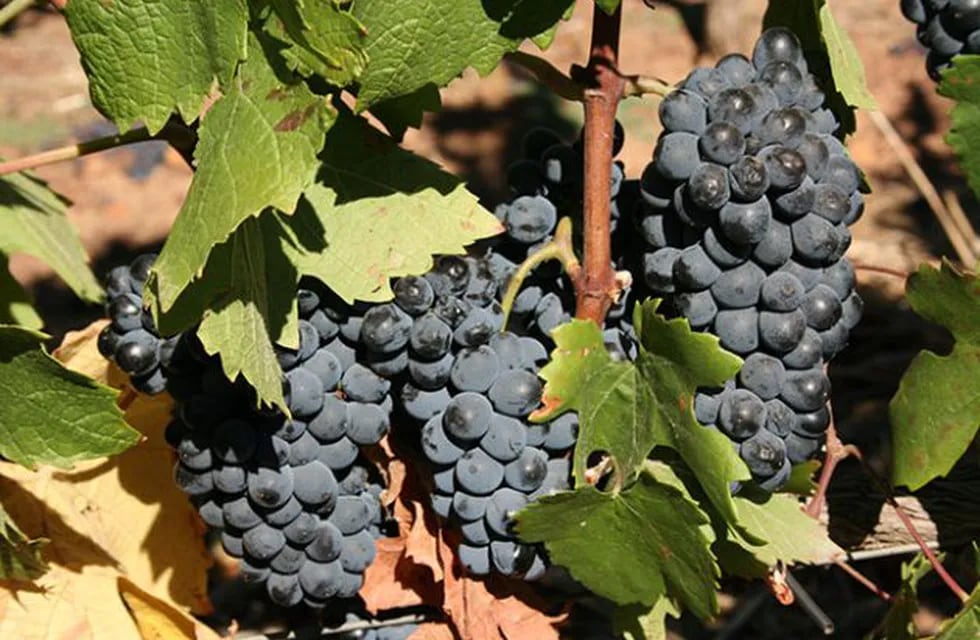El precio por la uva plantea varios debates, aún más esta temporada.
