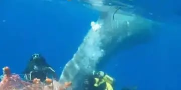 El rescate del cachalote en la costa italiana