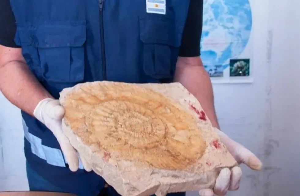 La aduana frustró el contrabando de 6.400 fósiles con un valor incalculable. Foto: Gobierno de Río Negro.