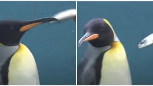 Video: Pingüinos hacen “huelga de hambre” tras comer pescado de mala calidad