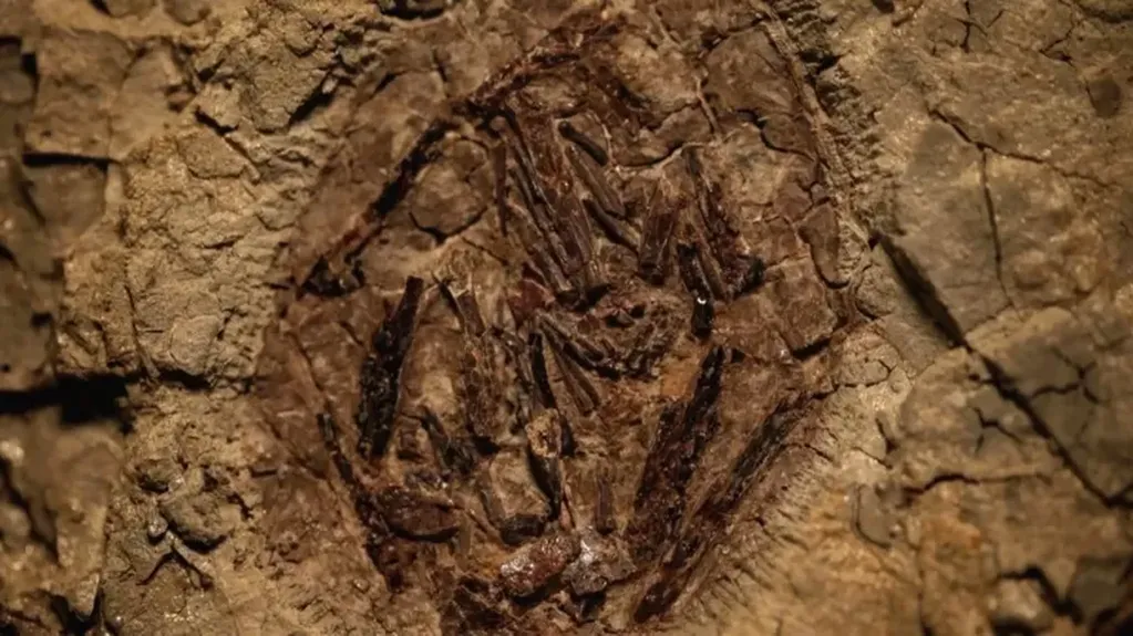 Un embrión de pterosaurio es un hallazgo excepcional, especialmente para Norteamérica.