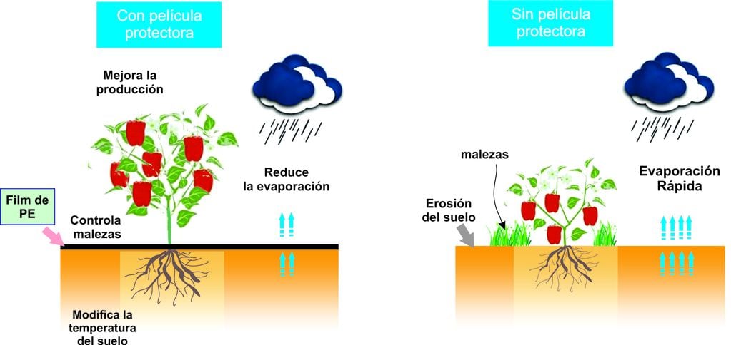 Beneficios de usar el manto o película protector en el cultivo de hortalizas