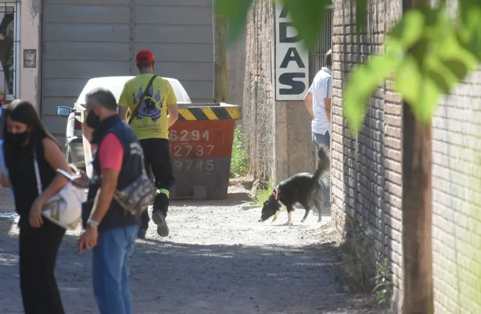 Los animales trabajando en la zona. José Gutiérrez/Los Andes