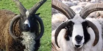 Resolvieron el misterio de por qué hay ovejas y cabras que tienen cuatro cuernos