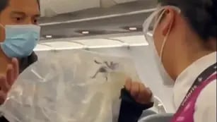Video viral: capturan una tarántula gigante en un avión en pleno vuelo y lleno de pasajeros