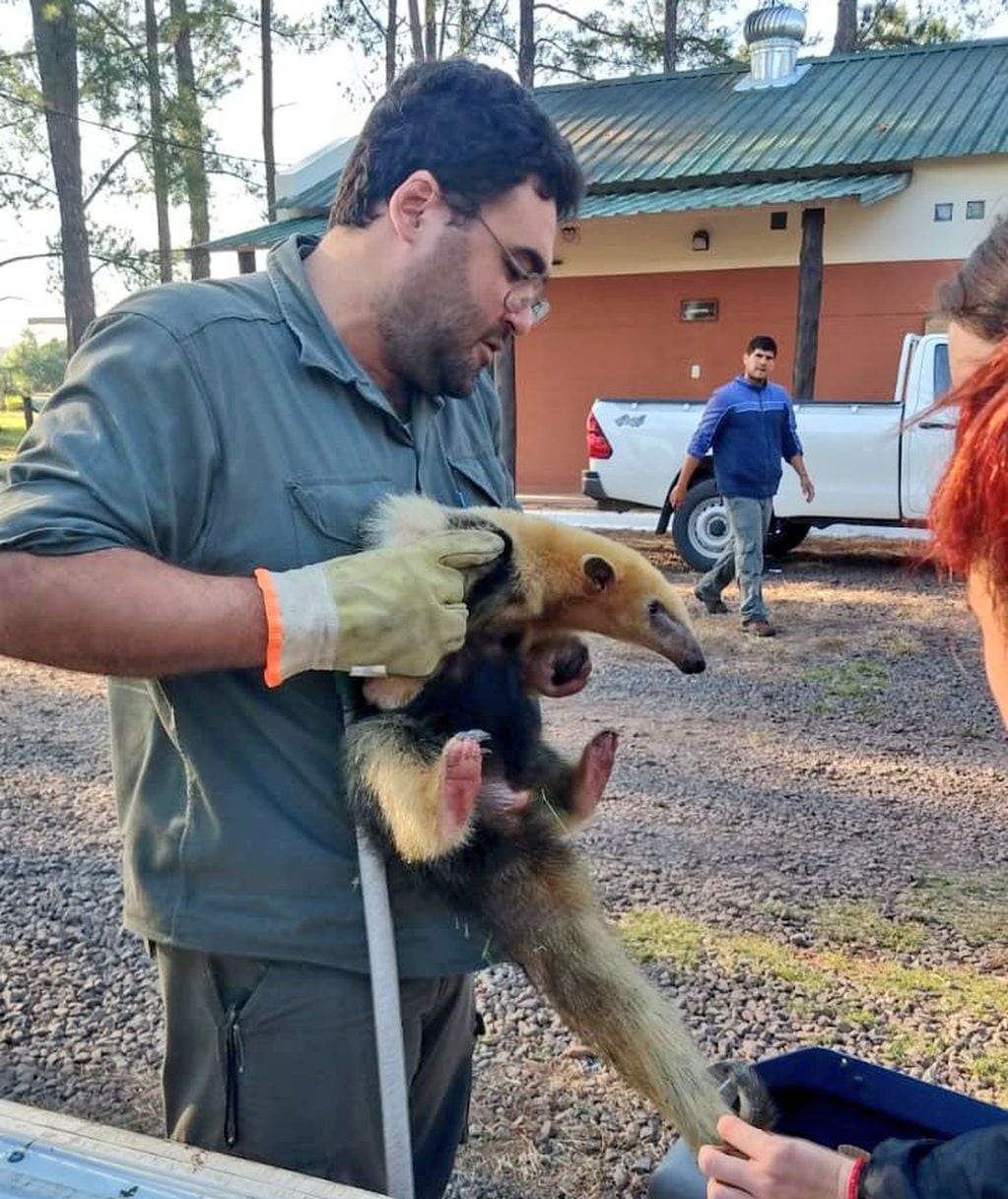 Fotos: Matías Ramón, el oso melero rescatado y rehabilitado en Mendoza, ya está en Corrientes. Foto: Twitter @MingoranceH
