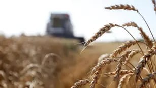 Cereal ucraniano bajo control ruso