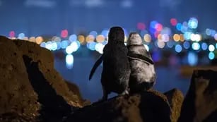 Viral: la tierna foto de dos pingüinos viudos consolándose en plena época de coronavirus