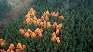 El misterio de la esvástica del bosque: la cruz nazi formada por 150 árboles y oculta medio siglo