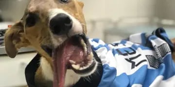 Rescataron a un cachorro llamado “Messi”