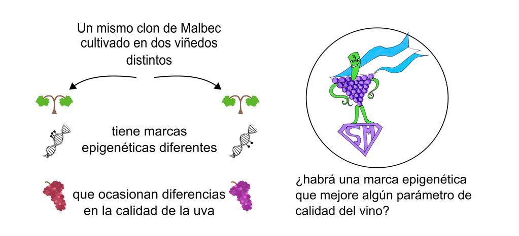 Diagrama con los principales resultados obtenidos en un clon de Malbec cultivado en dos viñedos de Mendoza.