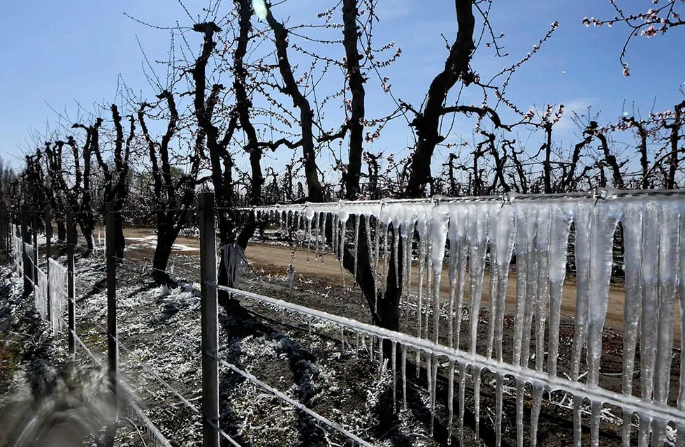 Esta semana existe riesgo de heladas para los cultivos de Mendoza. - Claudio Gutiérrez / Los Andes