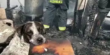Video: el desconsolado llanto de un perro que vio cómo se incendiaba su hogar