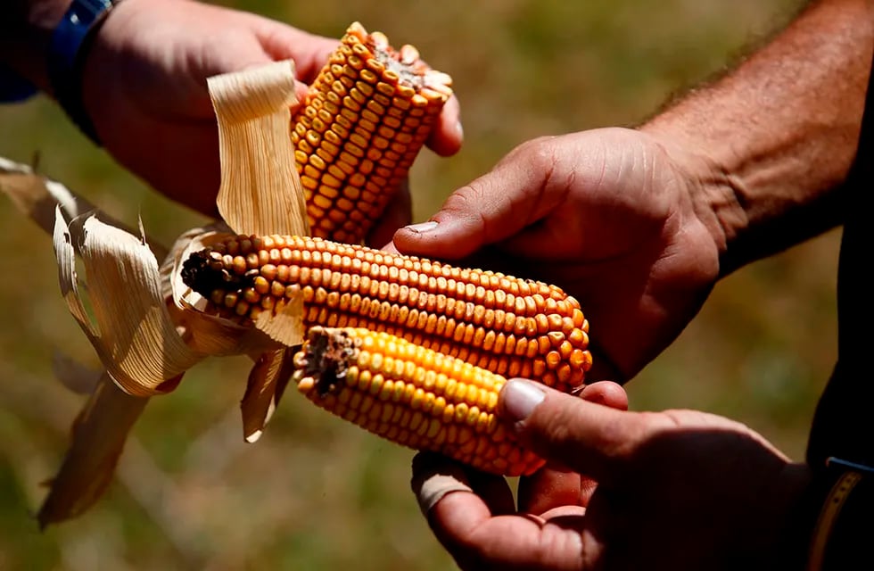 Traccionado por el precio internacional, el valor del maíz en Argentina no para de crecer.