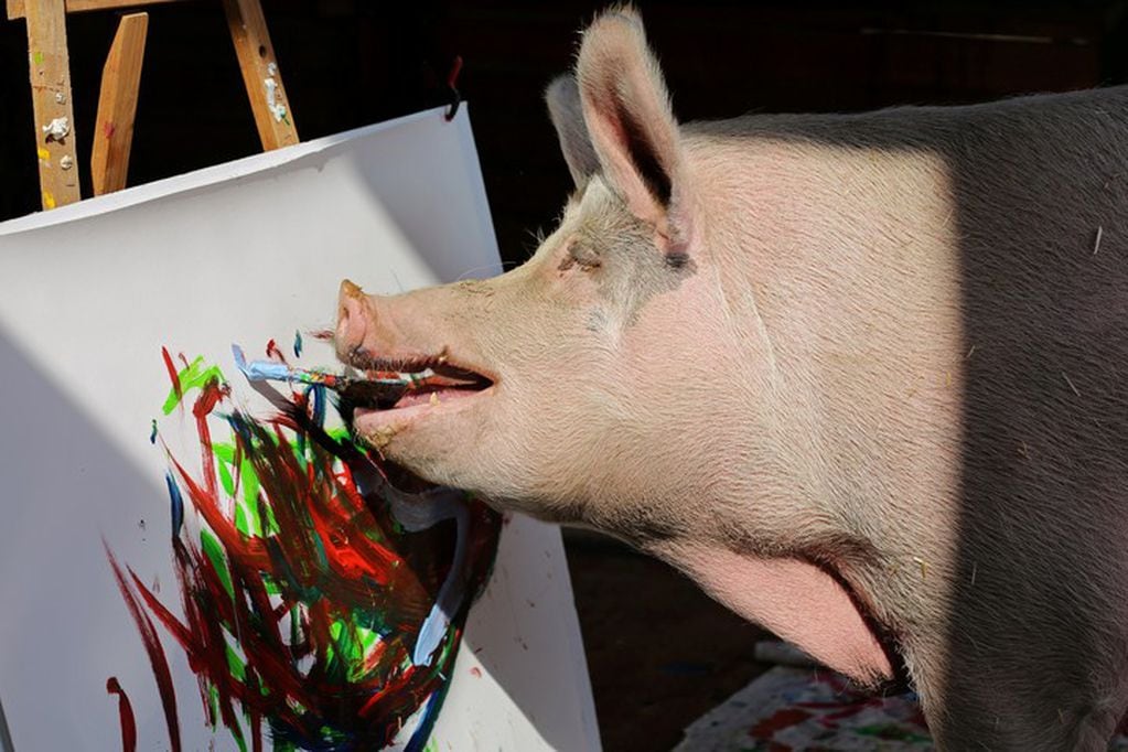 El cerdo tiene su propia galería de arte. / Gentileza
