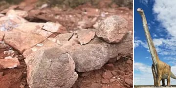 Hallaron el fémur de un titanosaurio en Neuquén