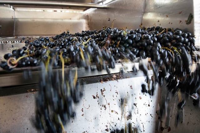 Bajo precio. El valor de la uva se ha visto afectado por el exceso de oferta y la caída de ventas. Ignacio Blanco / Los Andes