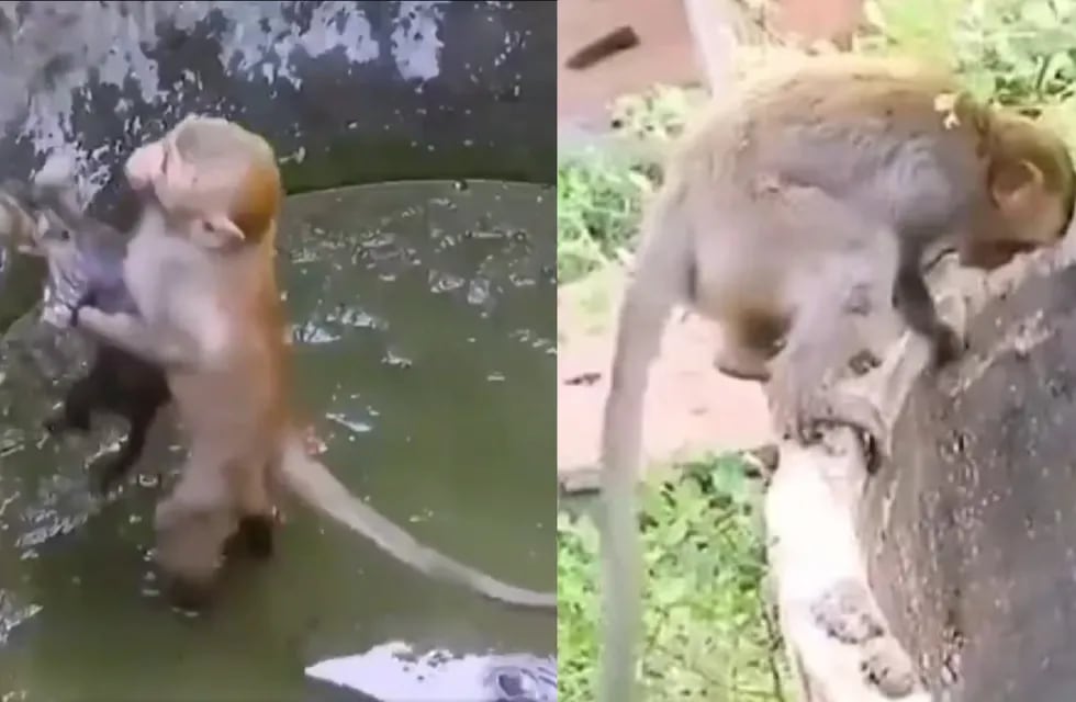El primate le pidió ayuda a un compañero de su misma especie para poner a salvo al felino. Foto: Captura de video