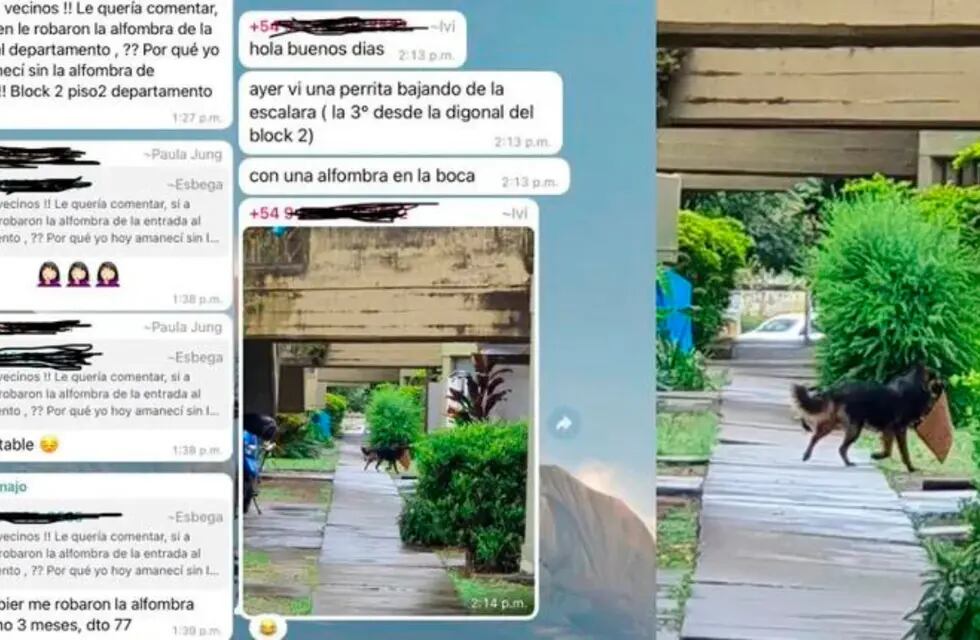 La historia de la mascota ladrona se volvió viral. Foto: Web