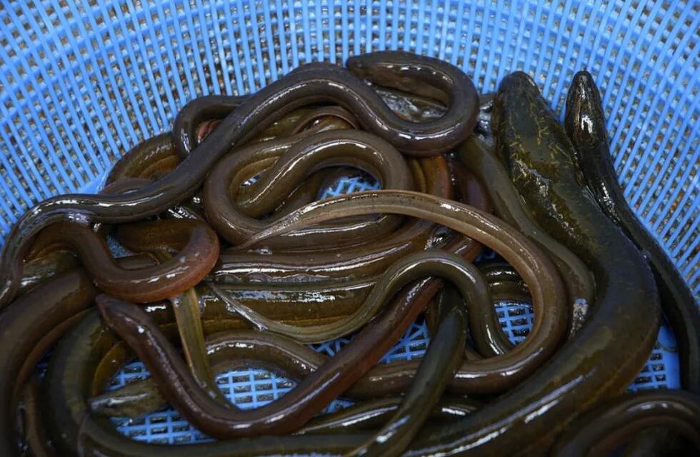 En china se usa como remedio casero la introducción en el colon de anguilas, para combatir es estreñimiento. Es muy peligroso y casi siempre termina en cirugía.