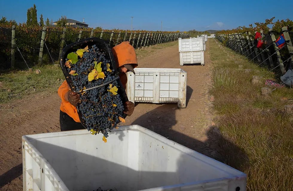 Los productores vitivinícolas siguen a la espera de novedades sobre los créditos para cosecha y acarreo, y el Gobierno provincial insiste en que están trabajando en el tema.