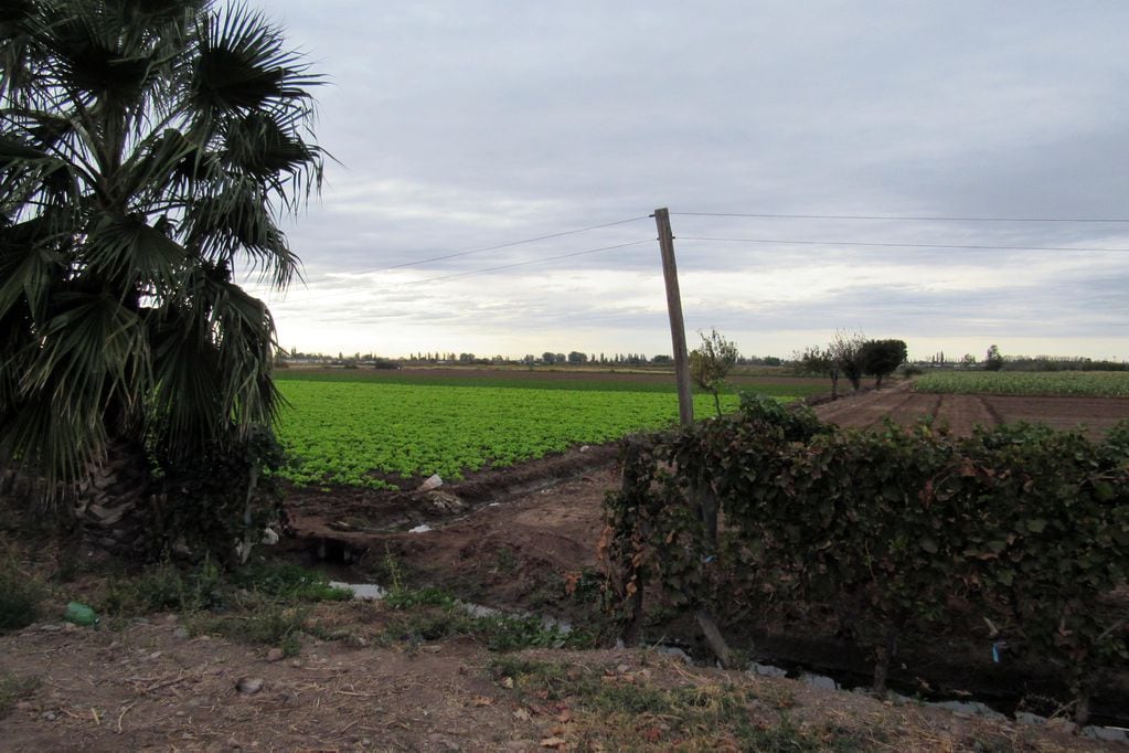 El paisaje del Cinturón Verde del norte de Mendoza, con matices de colores cambiantes en el año y visuales a la distancia.