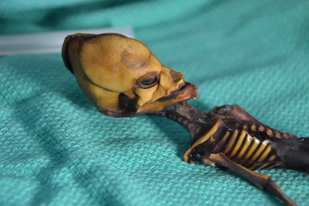 Esqueleto de Ata