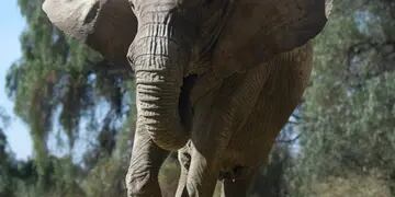 Elefanta Kenia