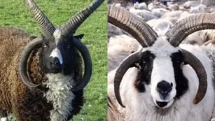 Resolvieron el misterio de por qué hay ovejas y cabras que tienen cuatro cuernos