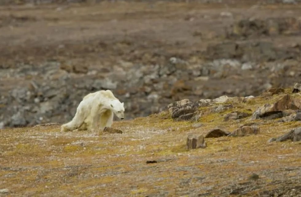 Desconsolador: un oso polar se arrastra buscando comida en el Ártico